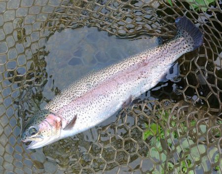 また高島の泉へ